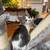 Kitten 1 thumbnail