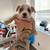 American Bully Puppies 10 thumbnail