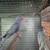 Indian Ringnecks 2 thumbnail