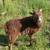 Registered Icelandic Rams 2 thumbnail