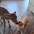 Jersey/Angus Steer Calf 8 thumbnail