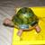 solar garden accent light turtle vintage new  an working 1 thumbnail