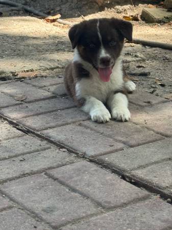 Austraian shepherd (Crosby)63859313522305120
