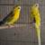Australian Parakeets 9 thumbnail