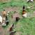 Chicks/chickens 11 thumbnail