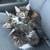 Kitten 5 thumbnail