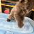 Kittens 4 thumbnail