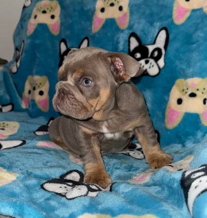 CACHORRA BULLDOG INGLÉS HEMBRA (San Antonio)63372789570305121