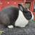 Dutch Bunny Rabbits (Pedigreed)-Blue 1 thumbnail
