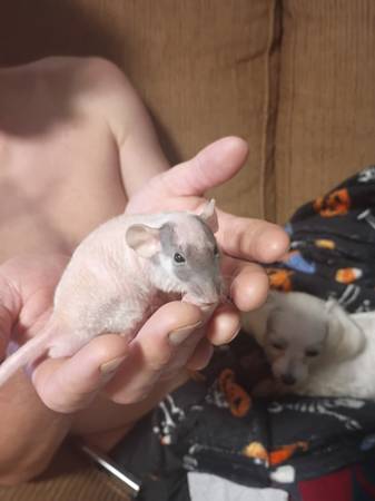 Ratas mascotas (Fyffe)63612565824513122