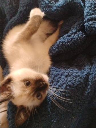 Baby Siamese cat found in Chula Vista looking for good home please (Chula Vista)63841744967681120