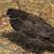 Pullets 2 thumbnail