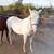 Stud stallion & filly colt 13 thumbnail