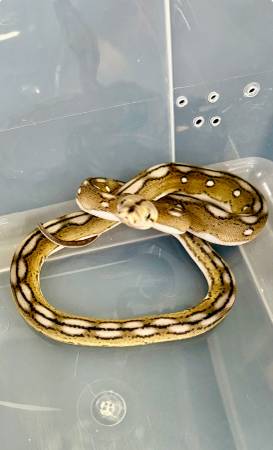 Reticulated Python 1