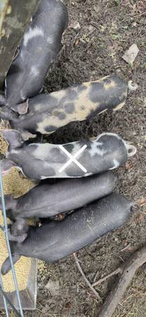 Pigs 1