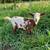 Nigerian Dwarf Herd 4 thumbnail