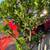 Lime tree 2 thumbnail