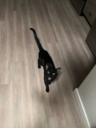 Gato macho de 1 año (McMinnville)