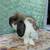 Holland Lop rabbits 1 thumbnail