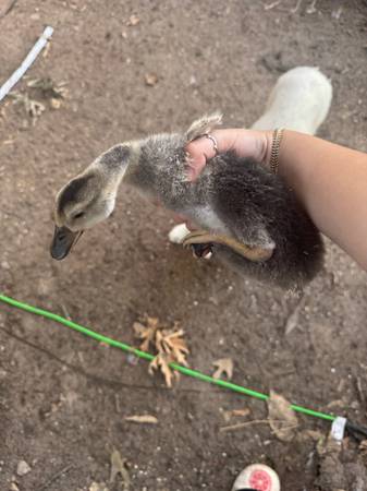 Ducks 1