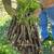 American Elderberry (rooted cuttings) 2 thumbnail