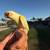 Conures Birds 1 thumbnail