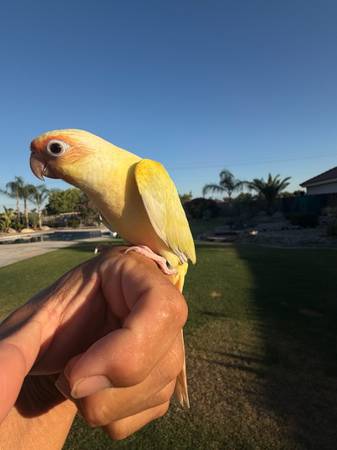 Conures Birds 1