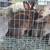 Rabbits mixed 3 thumbnail