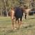 AQHA Broodmare 1 thumbnail