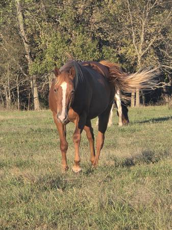 AQHA Broodmare 1