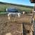 Mini donkeys 1 thumbnail