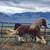 Gypsy Vanner Draft x Yearlings/ weanlings for sale 1 thumbnail