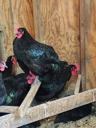 Roosters 1