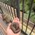 Rehoming baby ball python 2 thumbnail