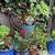 Charming Noe Valley 1BR with Shared Garden Retreat 17 thumbnail