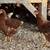 Lohman Brown Pullets/Laying Hens 6 thumbnail