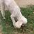 Mini female poodle 2 thumbnail