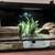 Reptile Setup for Sale – 40 Gallon Open Glass Terrarium + snake 3 thumbnail
