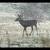 Deer 4 thumbnail