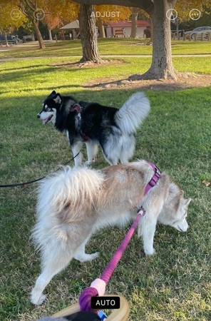 2 Husky Mixes Need Re-Homing63862001213955121