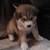 Siberian Husky Puppies 4 thumbnail
