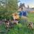 Nubia and Nigerian dwarf Goats 2 thumbnail