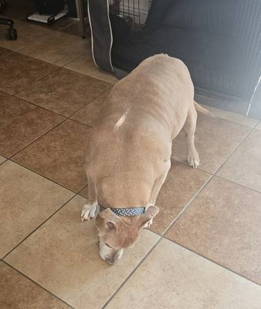 Rehoming de perro macho (Cathedral City)63439096305795121