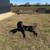 Great Dane 1 thumbnail