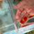Fancey Goldfish 9 thumbnail
