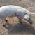 Roaster pig 4 thumbnail