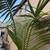Majestic Palm 4 thumbnail