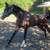 5 year old Thoroughbred Gelding 6 thumbnail