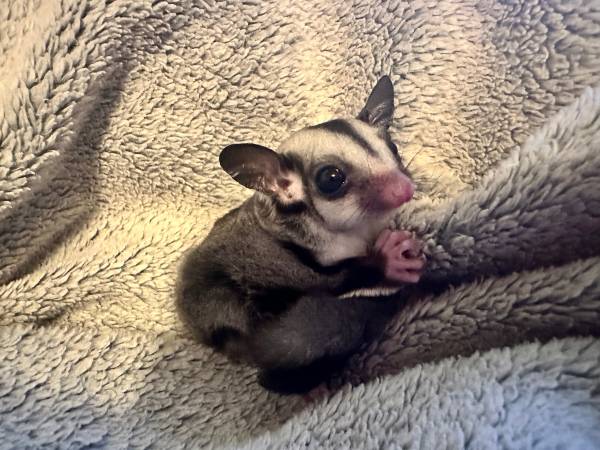 Baby sugar glider63826637400835124