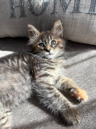2 gatitos (Tacoma)
